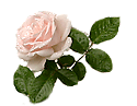Rose der Liebe