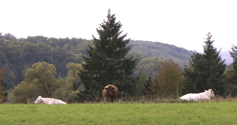 Rote Kuh am Friedensmal